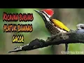 Download Lagu Suara Burung PLATUK BAWANG GACOR Durasi Panjang Buat Masteran