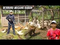 Download Lagu DUHH...KASIAN KAKEK UDIN PETERNAKAN BEBEKNYA DI SERANG HABIS DIMAKAN MUSANG