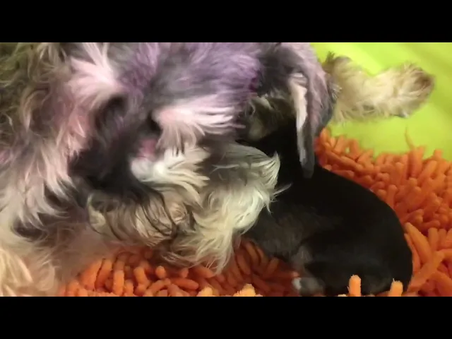 動画