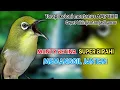 Download Lagu Terapi pleci monty betina birahi memanggil jantan bikin cepat gacor buka paruh