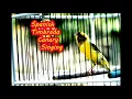 Download Lagu Spanish Timbrado Canary Singing the best of Canary song