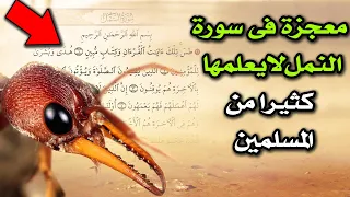 معجزة فى سورة النمل لا يعلمها كثيرا من المسلمين  لماذا سميت سورة النمل بهذا الاسم  سبحان الله   دندنها