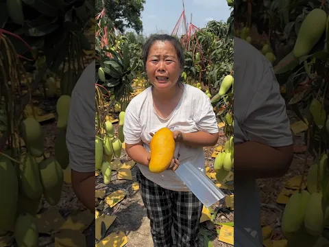 sweet mango fruit farm #shorts #viral #farming