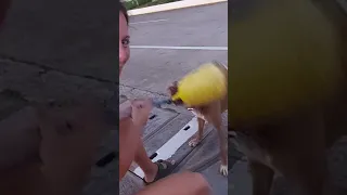 Dog life on a boat – Part 4 #dog #doglover #sailing