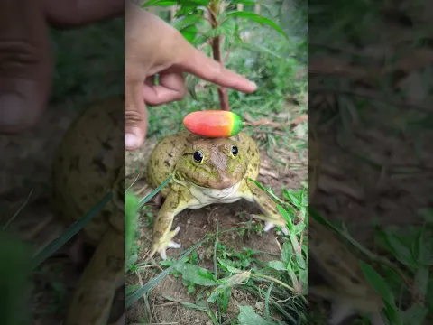 Catch Frog Funny! Funny fruit delivery frog | Catch a funny jumping frog