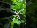Download Lagu #SignatureSpider #ArgiopeAnasuja #OrbWeaver #GardenSpider #NaturePhotography #IndianWildlife #Spider