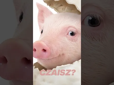 Najlepsza reklama Snacky nie istn…