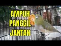 Download Lagu CEPAT Pikat PLECI NGERIWIK, dengan SUARA Kicau PLECI NGALAS, 100% AMPUH Nyaut