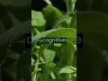Download Lagu Sage: The Herb That Can Do It All
