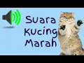 Download Lagu Suara Kucing Marah