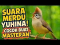 Download Lagu MASTERAN TIDAK POPULER ternyata suaranya ngeri sekali | YUHINA NGEROL NYRECET KASARAN