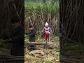 Download Lagu Parodi Ultraman Lucu - Ultraman Lucu Bikin Ngakak Edisi Ikutan Panen Tebu