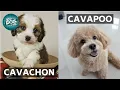 Cavachon VS Cavapoo These Are the Similarities and Differences Between Cavachon and Cavapoo