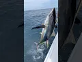 Download Lagu Yellowfin tuna fishing results in a hurt back! #fishing #tuna  #ocean
