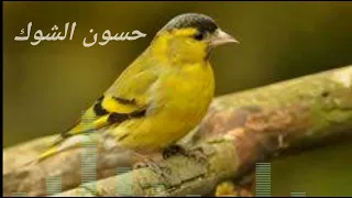 تغريد طائر النعار الشوك الليك 