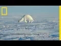 Lagu The Unsung Heroes of the Arctic - Ep. 3 | Wildlife: The Big Freeze