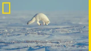 the unsung heroes of the arctic ep 3 wildlife the big freeze