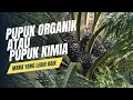 Download Lagu UNTUK SAWIT PUPUK ORGANIK FULL ATAU PUPUK KIMIA FULL?