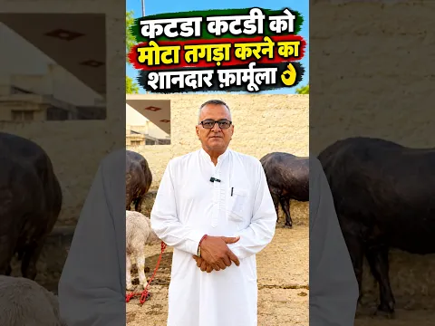 कटडा कटडी को जल्दी मोटा तगड़ा कैसे करें 👌 #dairyfarming #viralshorts