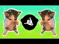 DJ KICAU KICAU KICAU MANIA SLOW VIRAL TIKTOK FULL SONG MAMAN FVNDY 2026