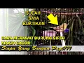 Download Lagu cara merawat burung sirtu agar cepat gacor dan jinak sudah saya buktikan