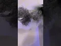 Brazilian wax patch