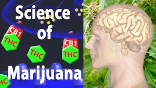 Download Marijuana Effects on the Brain, the Goods and the Bads, Animation. MP3