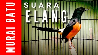 murai batu isian elang