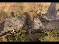 Download Lagu Lemala Mara Mobile Tented Camp