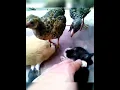 the chicks eating puppy fleas feeding animals