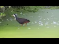 Download Lagu White Breasted Waterhen #waterhen #jalmurgi
