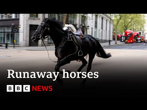 Download MP3 Runaway horses race through central London | BBC News