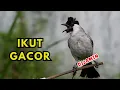 Download Lagu Suara Burung Kutilang Gacor Memanggil Lawan Ampuh Buat Pancingan Kutilang Agar Bunyi