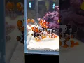 Download Lagu Most Beautiful Clownfish EVER #Shorts