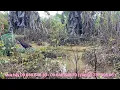 Download Lagu Cận cảnh Đi bẫy chim quốc bổi dung dữ lao vào đá mồi