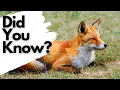 Things you need to know about RED FOXES