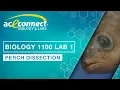 Biology 1100 Lab 1 Perch Dissection