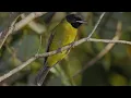 Download Lagu Suara burung samyong betina minta di kawin