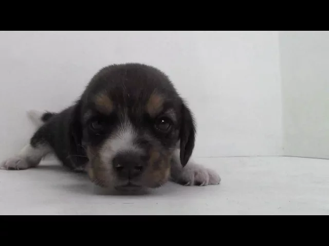 動画