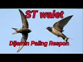 Suara Tarik Burung Walet