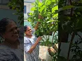 Download Lagu വർഷങ്ങൾക്കു  ശേഷമുള്ള സന്തോഷം😍🍈#shorts #ytshorts #gardening #guava #ytshorts
