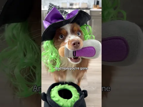 Hocus pocus dog #dogshorts #funnydogs #hocuspocus #witch