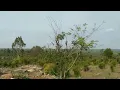 Download Lagu VLOG DARI KWARASAN NGLIPAR - KEDUNGKERIS NGLIPAR GUNUNGKIDUL