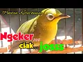 Download Lagu Suara ngeker, ciak, joss kecial kuning, untuk pikatan atau masteran terbaru