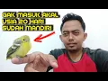 Download Lagu Anakan burung sirtu mewah.. Usia segini sudah mandiri, terapi sudah terbukti ampuh