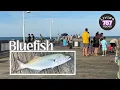 Catching Bluefish at Sandbridge Little Island Fishing Pier in Virginia Beach