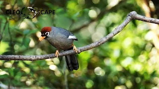 masteran burung poksay mandarin ampuh pancing poksay jarang bunyi 100 auto gacor cleoscape