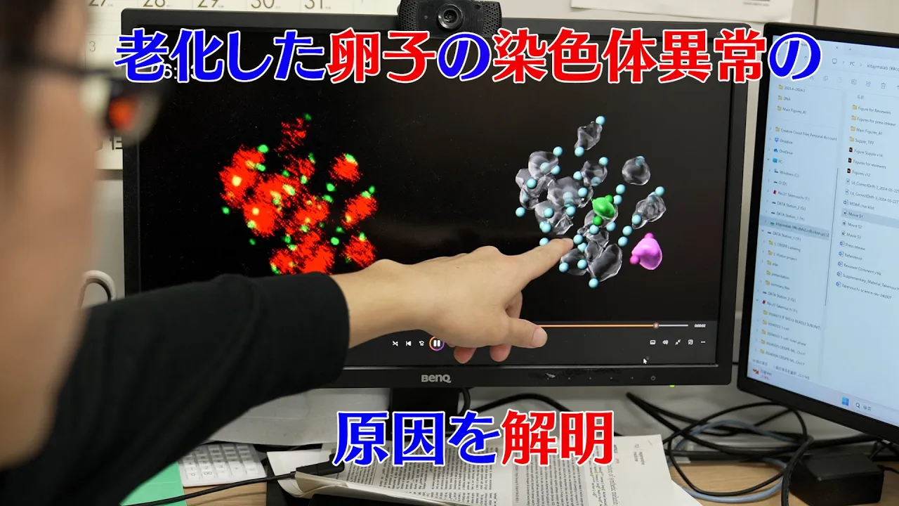 プレスリリース解説 vol.25「卵子の老化で小さな染色体が正しく分配されない原因」