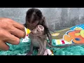 Download Lagu The little robin monkey disturbed the milk of the lucky little monkey who was still thirsty