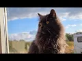 Download Lagu Wir sind zuhause! Wer überlebt hat und wer nicht 